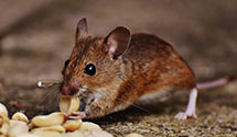 24 Hour & Emergency Exterminators in Margate, NJ